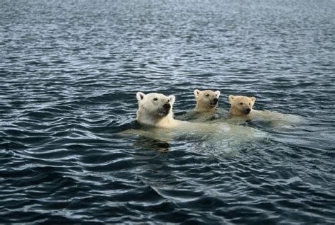 Study Indicates Polar Bears Are Swimming More As Sea Ice Retreats