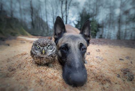 Belgian Malinois And Tiny Owl Have The Most Unlikely Friendship And