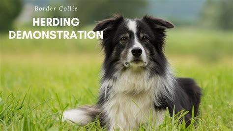 Is A Border Collie A Herding Dog