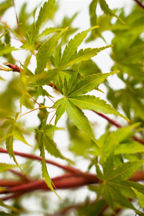 Coral Bark Japanese Maple For Sale Online The Tree Center