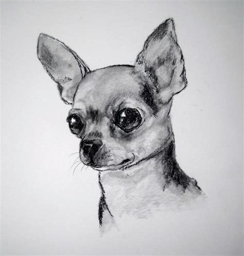 Pin By Ferney Posada On Animales Chihuahua Drawing Dog Drawing
