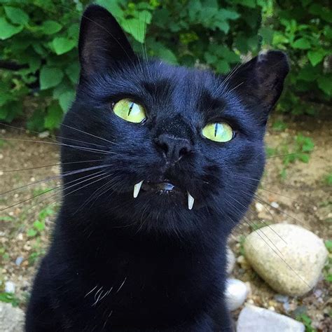 Monk The Vampire Cat His Fangs Are Real From Monkandbean On