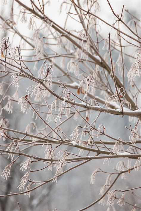 Closeup Of Tree Branches Covered With Snow Stock Image Image Of Wood