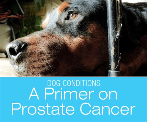 A Primer On Prostate Cancer Does Your Dog Strain To Pee