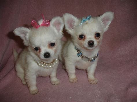 59 Tiny White Chihuahua For Sale Image Bleumoonproductions