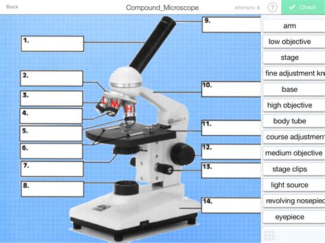 Parts Of A Compound Microscope — Learning In Hand With Tony Vincent