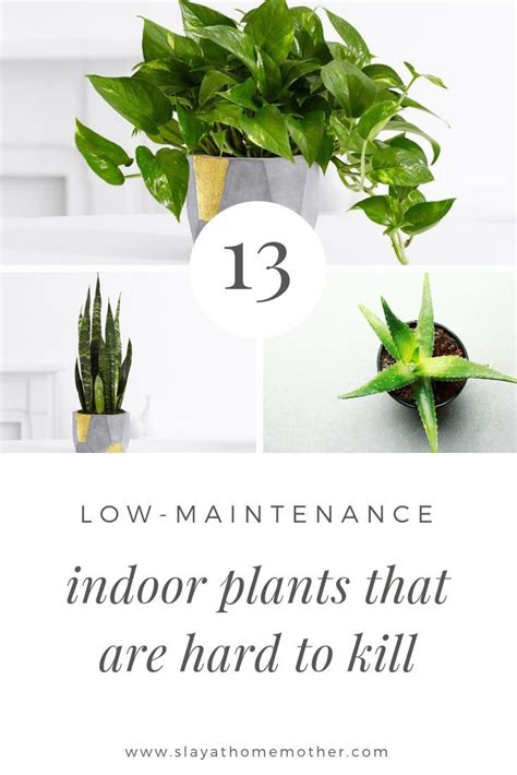 Easiest House Plants To Keep Alive 13 Low Maintenance Plants Low