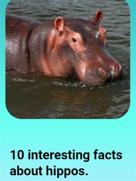 10 Interesting Facts About Hippos