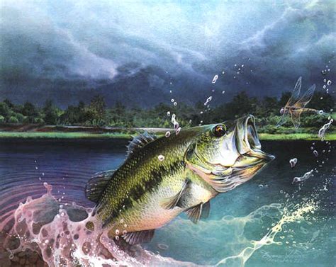 47 Bass Fishing Hd Wallpaper On Wallpapersafari