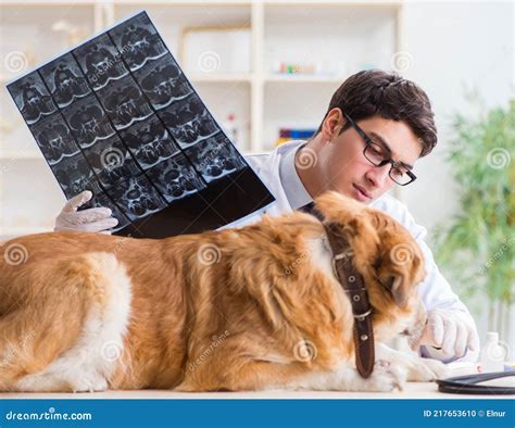 Doctor Examining Golden Retriever Dog In Vet Clinic Stock Photo Image
