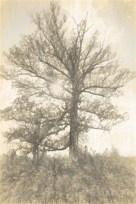 Sycamore Tree Drawing At Getdrawings Free Download