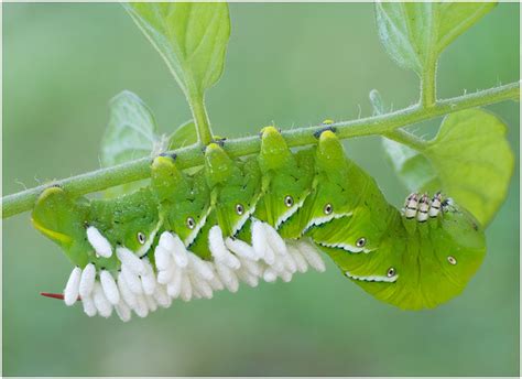 These wasps will lay their eggs inside or on top of the hornworm, and. Keith Matz Photography | Nature Images | tomato horn worm ...