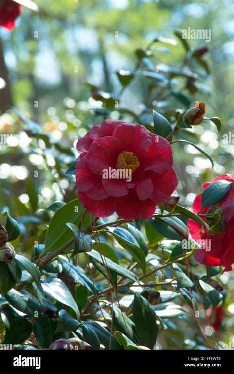 Camellia Japonica Mathotiana Stock Photo Alamy