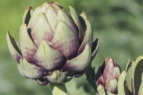 Growing Artichokes In Pots Containers Gardening Tips