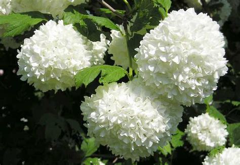 Arbusto perenne con fiori profumati; Fiori bianchi da giardino - Idee Green