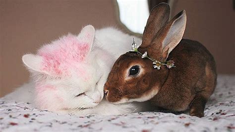 Yuk, dikepoin delu deh gambar kelinci nya. 20 Gambar Kelinci Lucu dan Imut untuk Hilangkan Kalut | KepoGaul