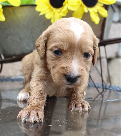 If you are looking for a breeder who can educate you further about the breed and help you find your new family member, you are in the right place. #goldendoodle #goldendoodlepuppy #puppy