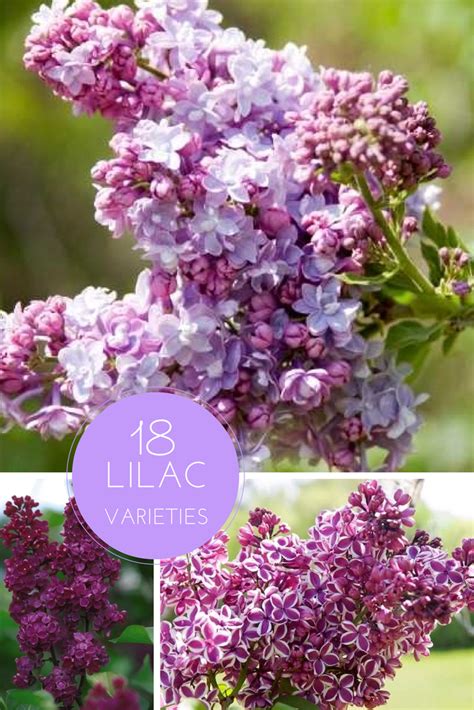 18 Lilac Varieties