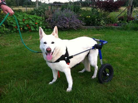 Photo Dog Wheelchairs Dog Carts Handicapped Pets Canada