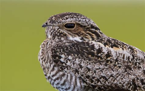 Common Nighthawk Audubon Field Guide