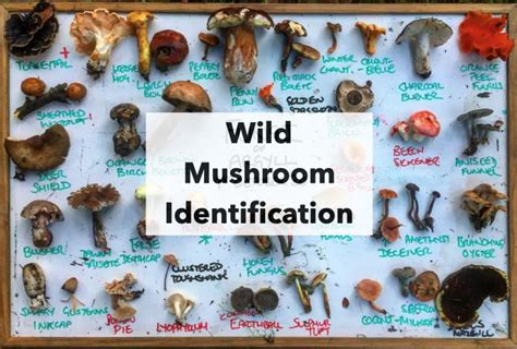 Webinar Wild Mushroom Identification Galloway Wild Foods
