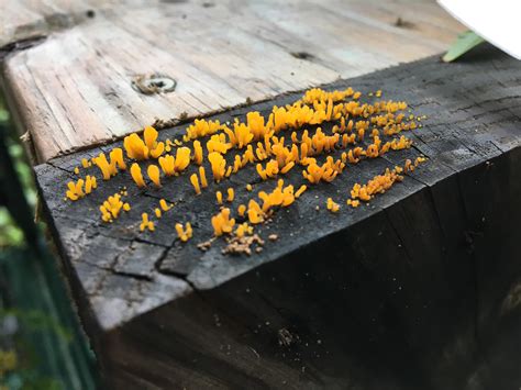 Id Request This Fungi Growing On Wood After A Long Storm Florida