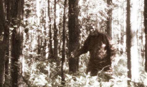 Bigfoot Is Real And There Is Dna To Prove It Claim Researchers Weird