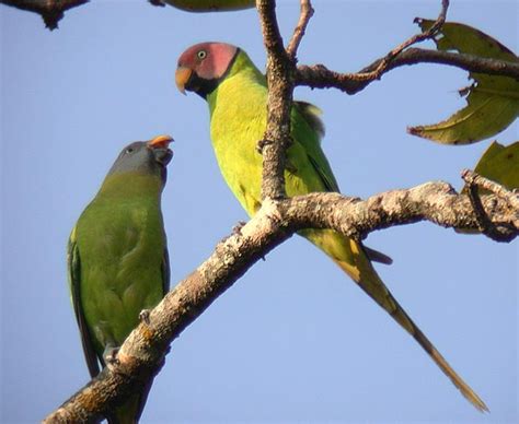 Blossom Headed Parakeet Birdforum Opus Birdforum