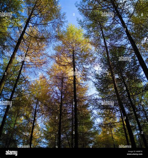 Pinetrees High Resolution Stock Photography And Images Alamy