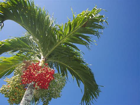 Hawaiian Christmas Palm Tree Hawaiian Christmas Hawaiian