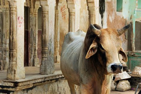 Cow Farming In India What Is It And Are Indian Cow Farms Cruel Genv
