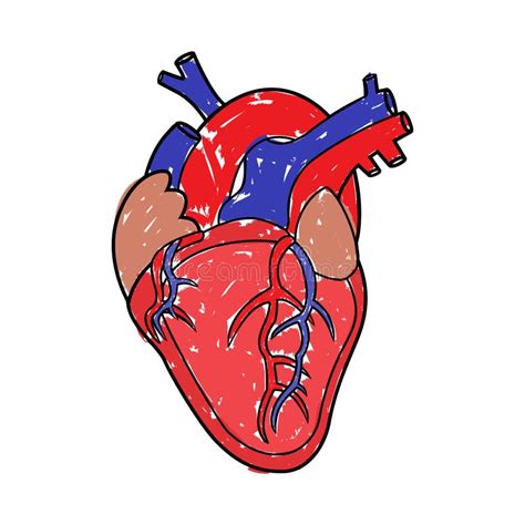Dibujo Humano Del Corazón Ilustración Del Vector Ilustración De Aorta