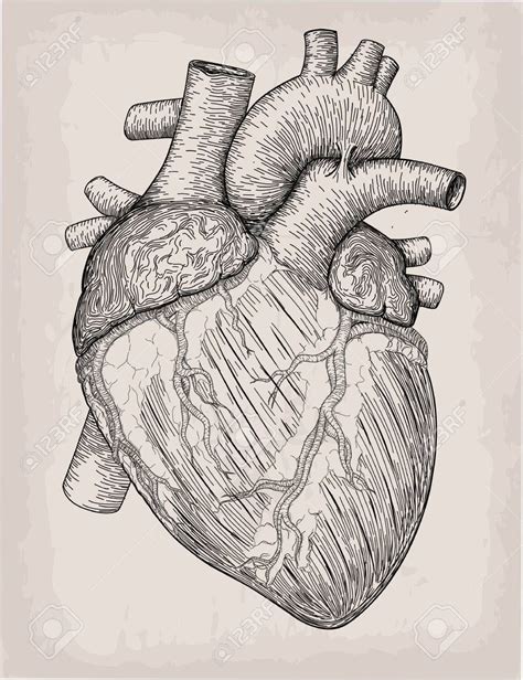 10 Corazon Dibujo Anatomico