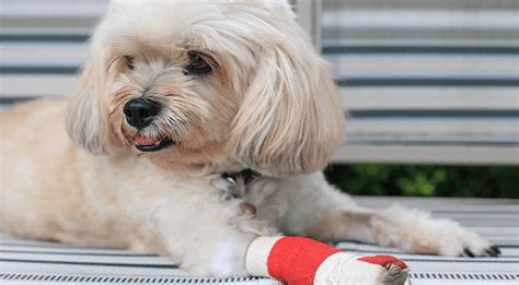 If you need to locate an emergency pet hospital, simply enter your zip code and the distance around which to search and you will see a list of emergency hospitals in your area. Pet Emergency & Urgent Care Near Me 44143 - Richman Animal ...