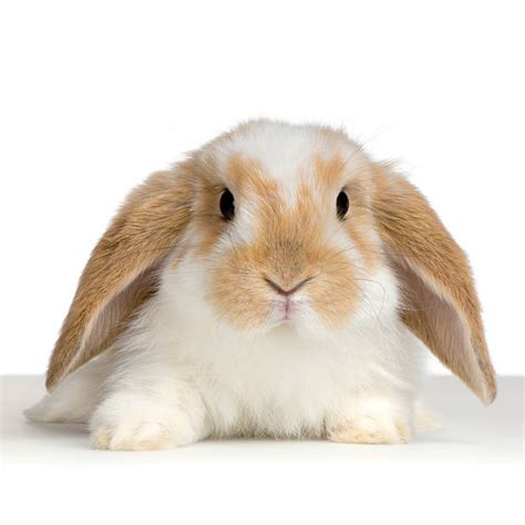 Rabbit Front View Stock Photos Pictures And Royalty Free Images Istock