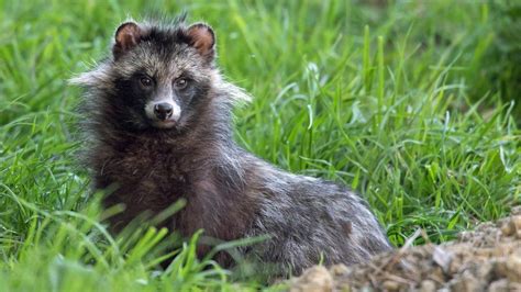Dangerous Raccoon Dogs Owner Wants Them Back Safe Bbc News