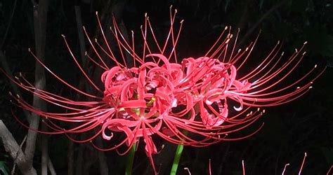 Red Spider Lily (Higanbana): A Symbol of Autumn...and Death?