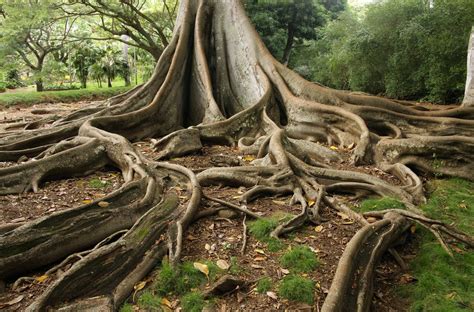 Eats, shoots & roots, kuala lumpur, malaysia. Prevent Tree Roots From Damaging Your Foundation With Tree ...