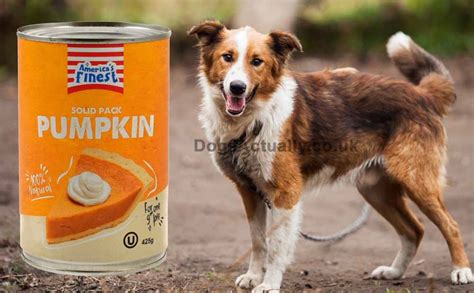 Which Canned Pumpkin For Dogs