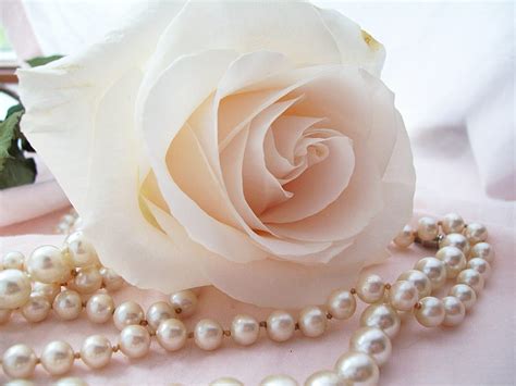 Ivory Rose With Pearls Ivory Rose Flower Creamy Pearls Hd