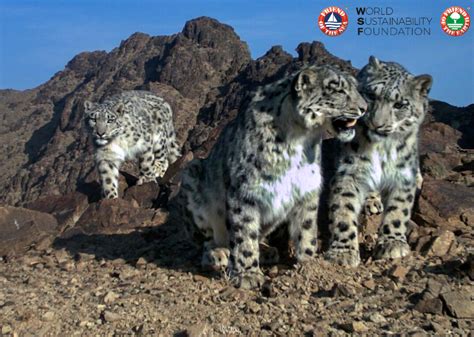 Everything You Need To Know About The Snow Leopard On International