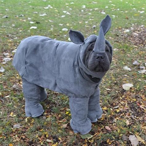 14 Costumes That Prove Shar Pei Always Win At Halloween The Paws