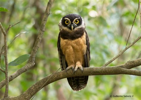 Spectacled Owl Pulsatrix Perspicillata Pet Birds Owl Owl Bird