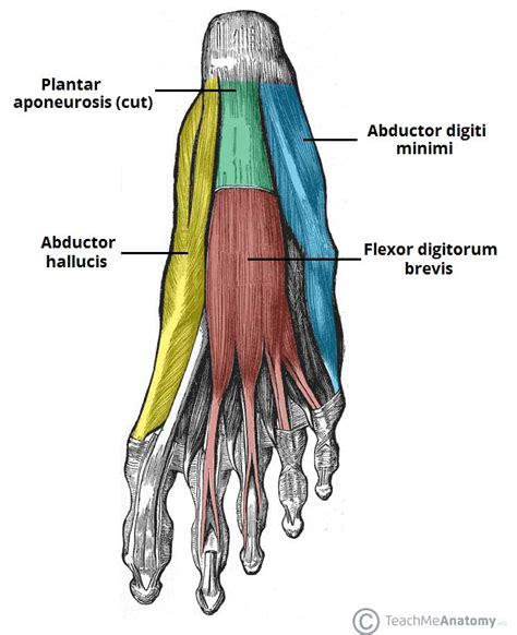The abductor digiti minimi muscle is on the lateral side of the foot and contributes to the large lateral plantar eminence on the sole. Muscles of the Foot - Dorsal - Plantar - TeachMeAnatomy