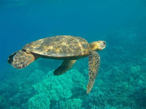 Brown Underwater Daytime Hawaii Sea Turtle Marine Wildlife