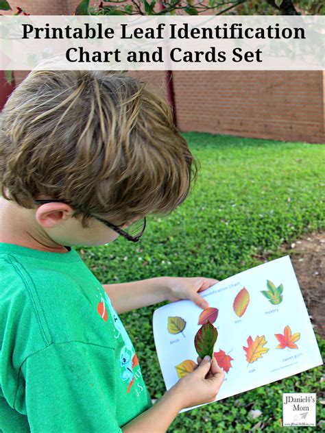 Free Printable Leaf Identification Chart And Cards Set Your Students