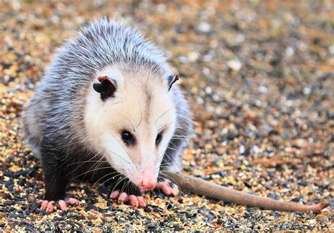 Everything You Need To Know About The Opossum Vegan