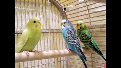 Most male budgies will have a bright blue cere and most females will have a pink, white, tan or brown cere. 50 Minutes Budgies Parakeets Singing, Chirping, Talking ...