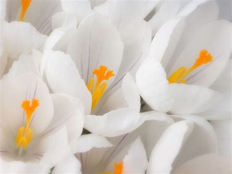 Best White Flower Wallpapers Download Hd Wallpapers