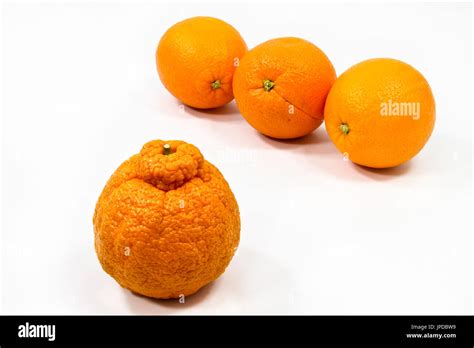 Three Smooth Oranges Keep Their Distance From An Odd Lumpy Skinned